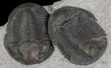 Rare Pseudodechenella Trilobite Pair - Centerfield Limestone, NY #68365-4